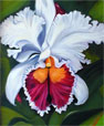  Orchid Painting in Oil White Cattleya