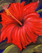 Janis Stevens Flower Paintings in Oil- Night Blooming Cirrus Cactus Flower